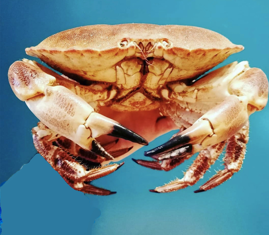 Le Bar Marin le tourteau rue grimaldi nice