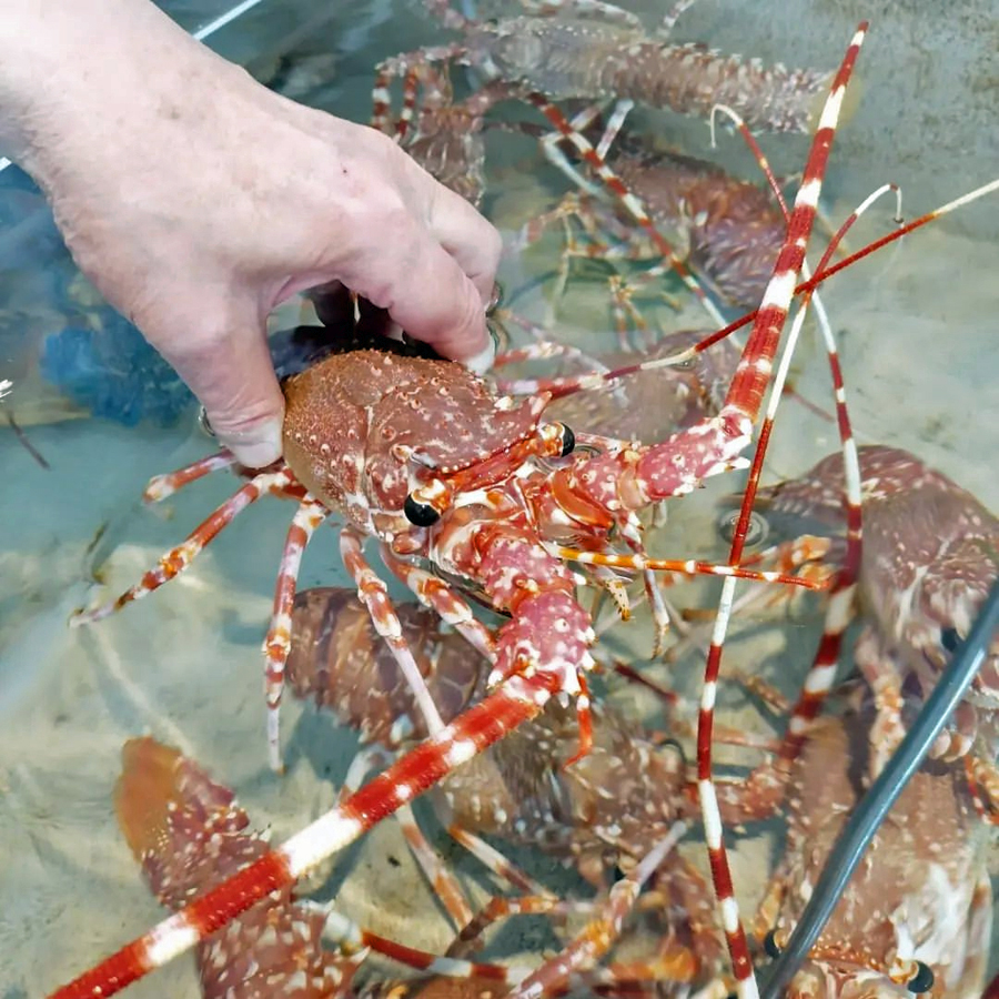 BAR MARIN les viviers rue grimadi Nice