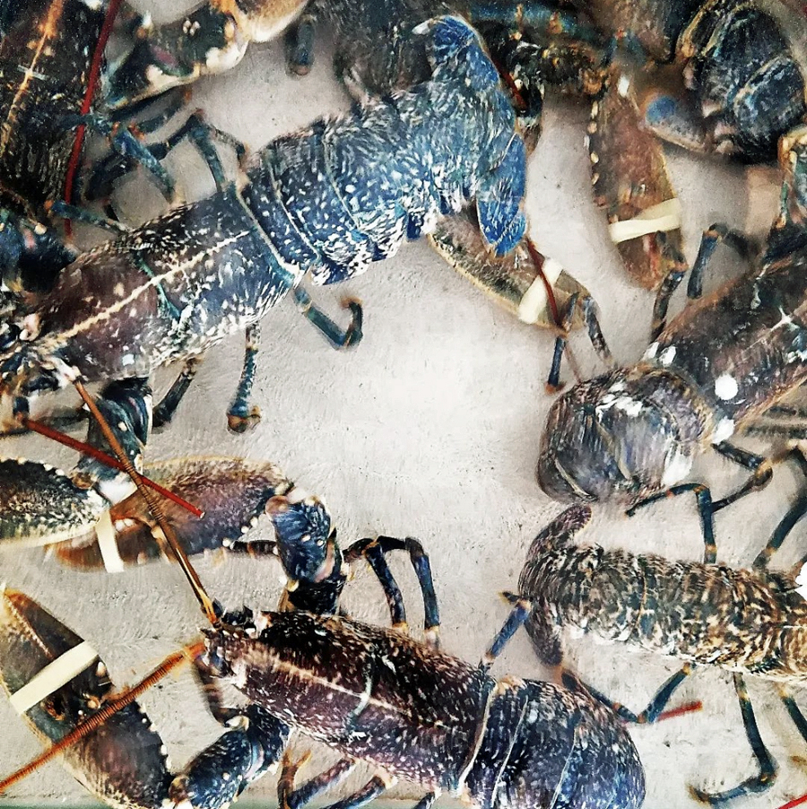 Le Bar Marin les viviers langoustes rue grimaldi nice