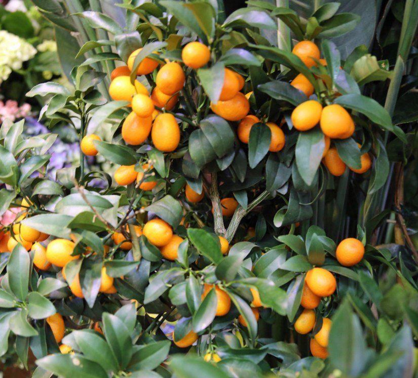 LE SECRET VAN RINJ PLANTE