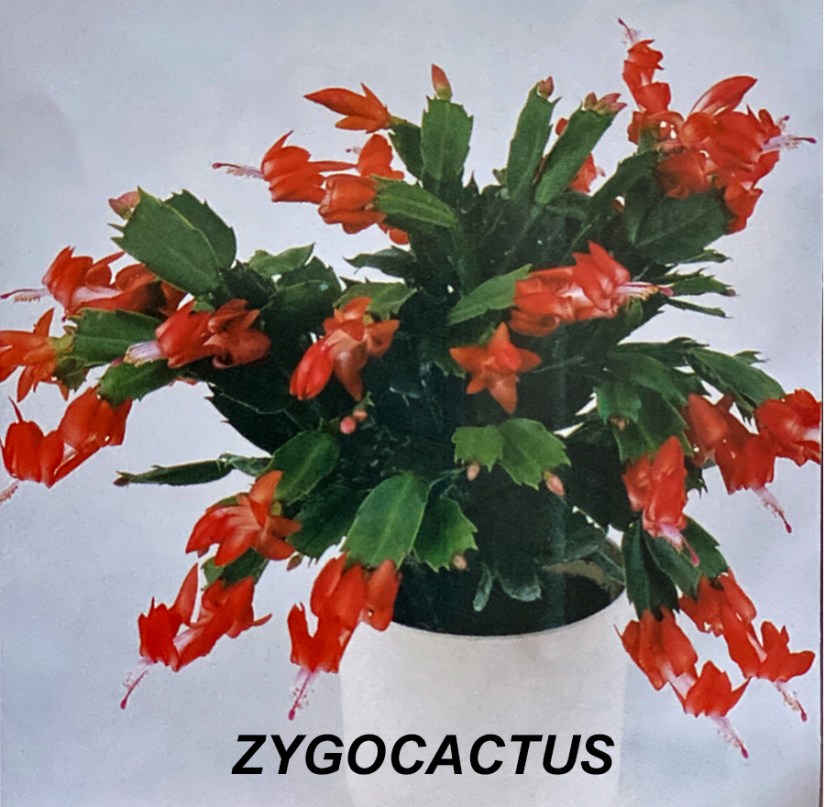 LE SECRET VAN RINJ ZYGOCACTUS