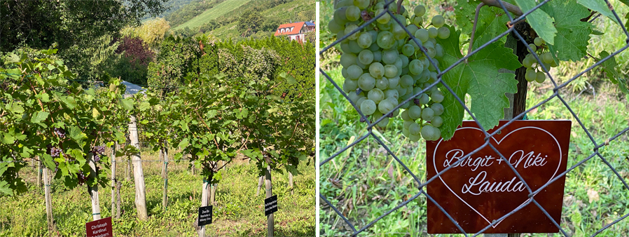 VIENNE VIGNE GRINZING